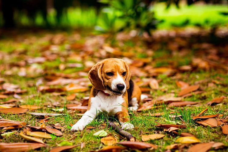 Jagar din hund löv på promenaden? Så tränar du bort beteendet