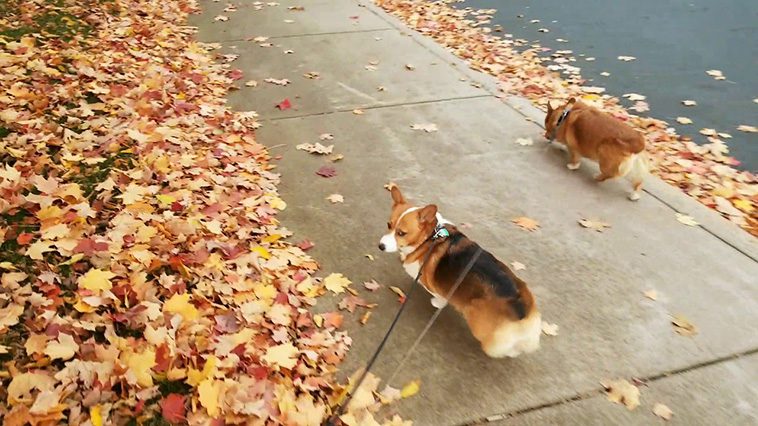 Övningar och aktiviteter för att få din hund att sluta jaga löv på promenaden.
