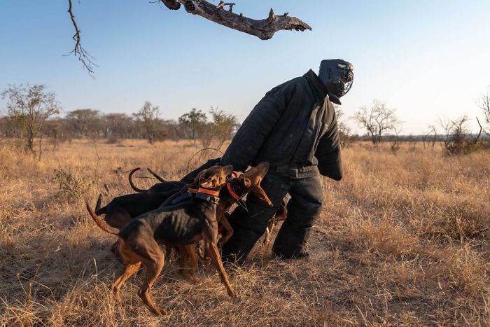 K9-experten Johan van Straaten tränar hundar för att klara av pressfyllda situationer