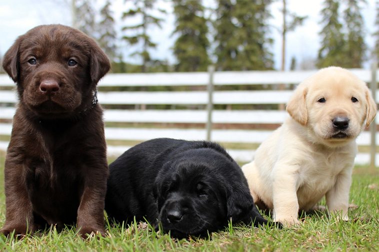 Hundraser: Labrador Retriever.