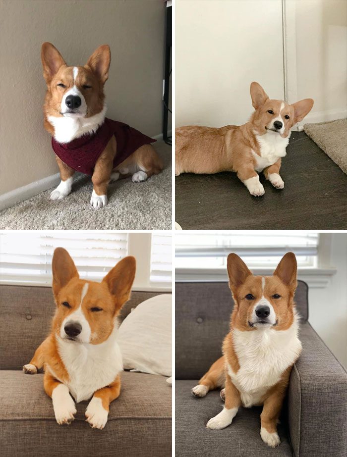 26 av de bästa bilderna från Facebookgruppen "Missnöjda Corgis"
