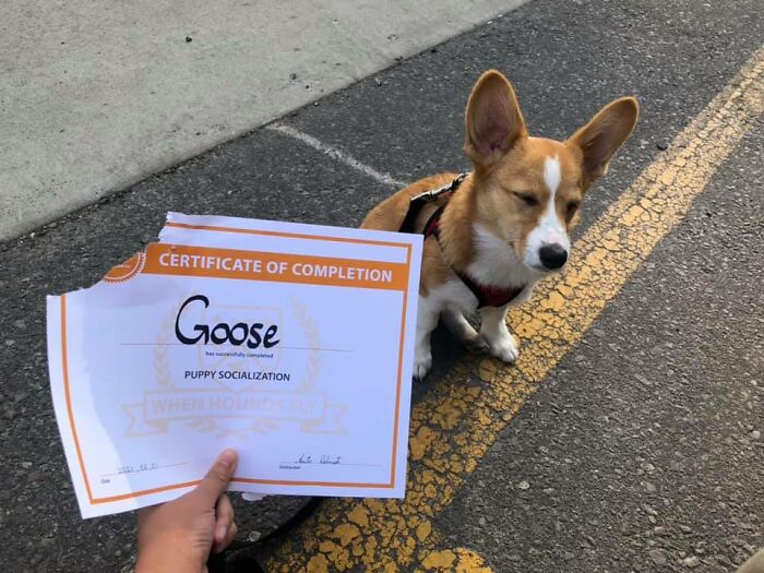 26 av de bästa bilderna från Facebookgruppen "Missnöjda Corgis"