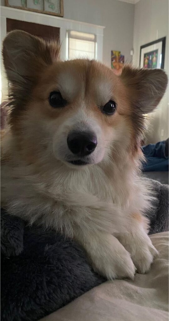 26 av de bästa bilderna från Facebookgruppen "Missnöjda Corgis"