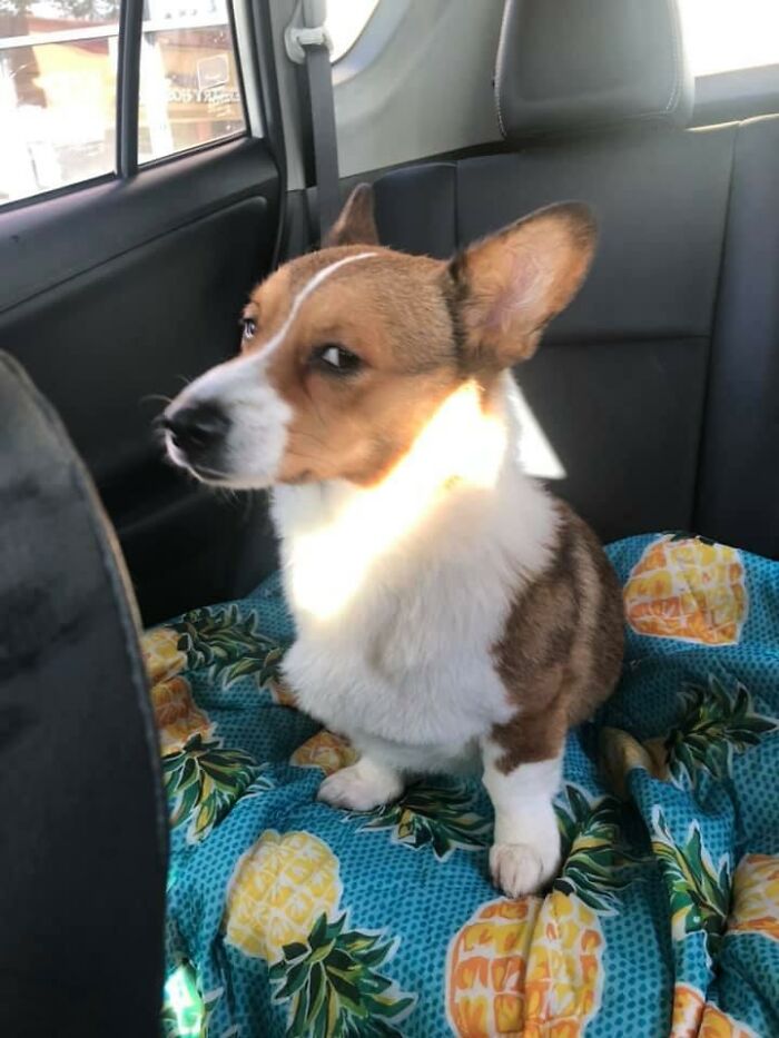 26 av de bästa bilderna från Facebookgruppen "Missnöjda Corgis"