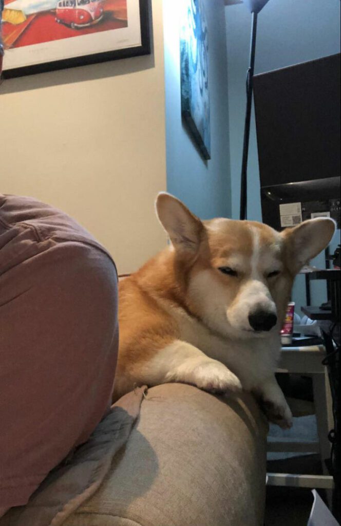 26 av de bästa bilderna från Facebookgruppen "Missnöjda Corgis"