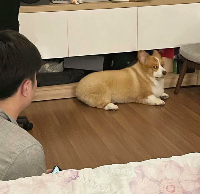 26 av de bästa bilderna från Facebookgruppen "Missnöjda Corgis"