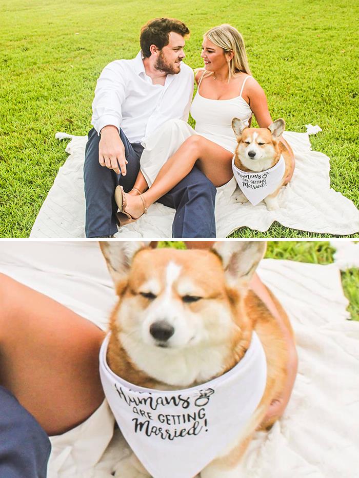 26 av de bästa bilderna från Facebookgruppen "Missnöjda Corgis"