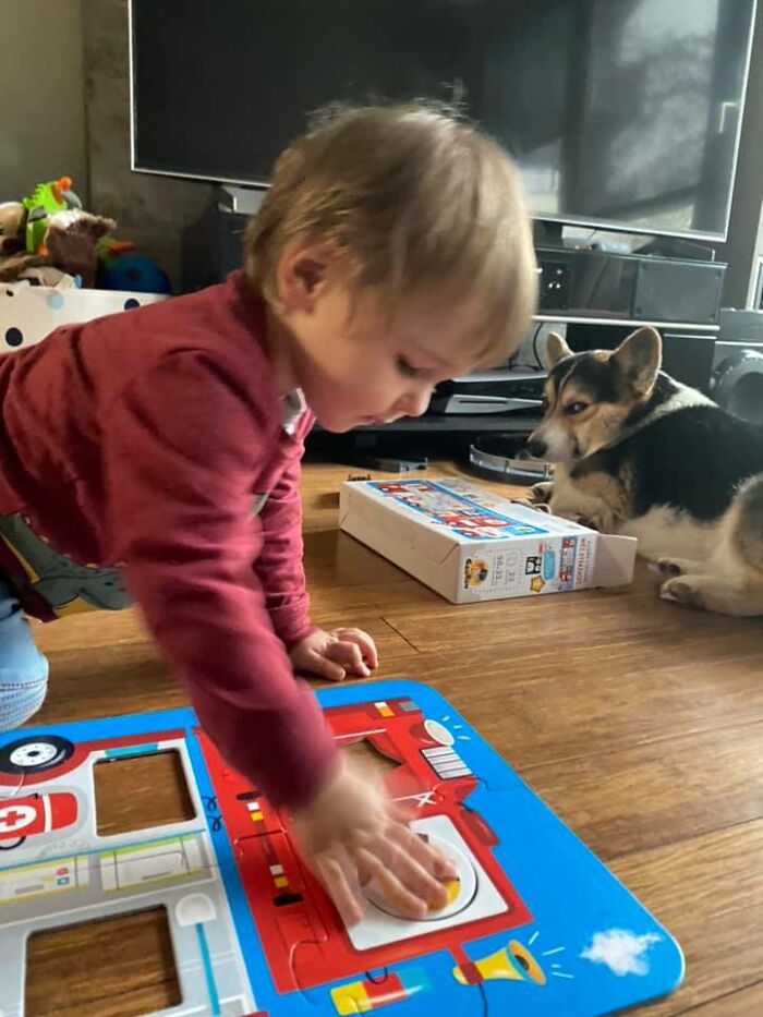 26 av de bästa bilderna från Facebookgruppen "Missnöjda Corgis"