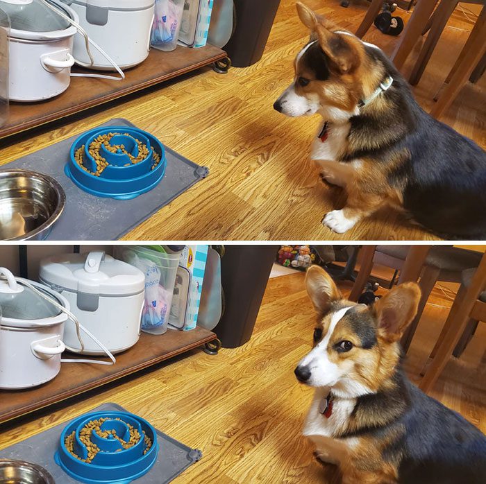 26 av de bästa bilderna från Facebookgruppen "Missnöjda Corgis"