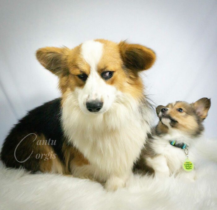 26 av de bästa bilderna från Facebookgruppen "Missnöjda Corgis"