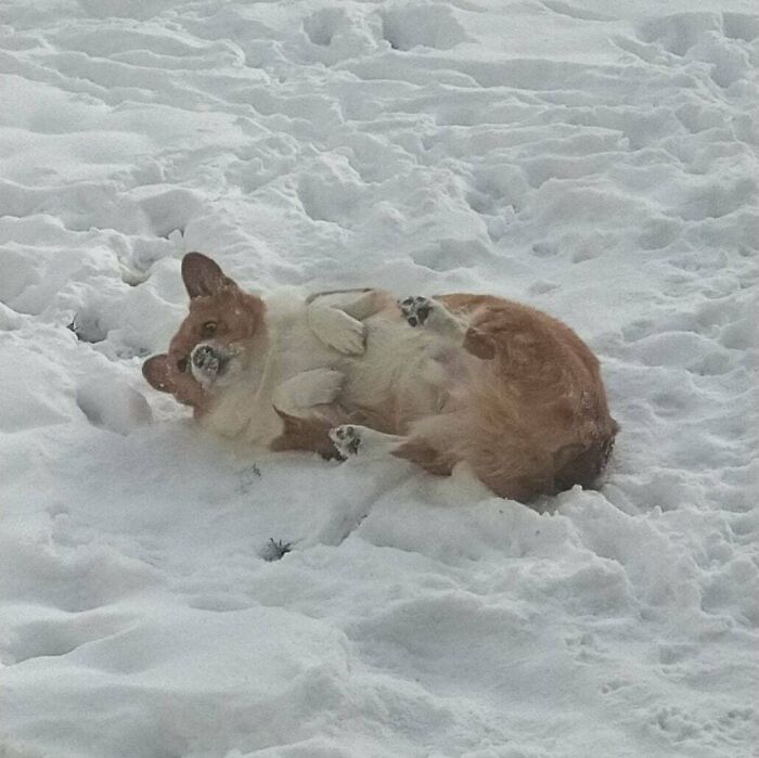 26 av de bästa bilderna från Facebookgruppen "Missnöjda Corgis"