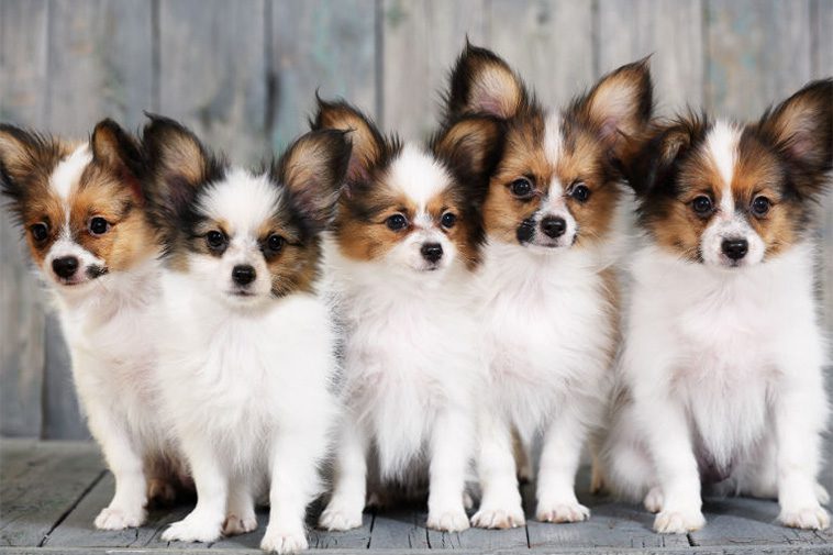 Hundraser: Papillon