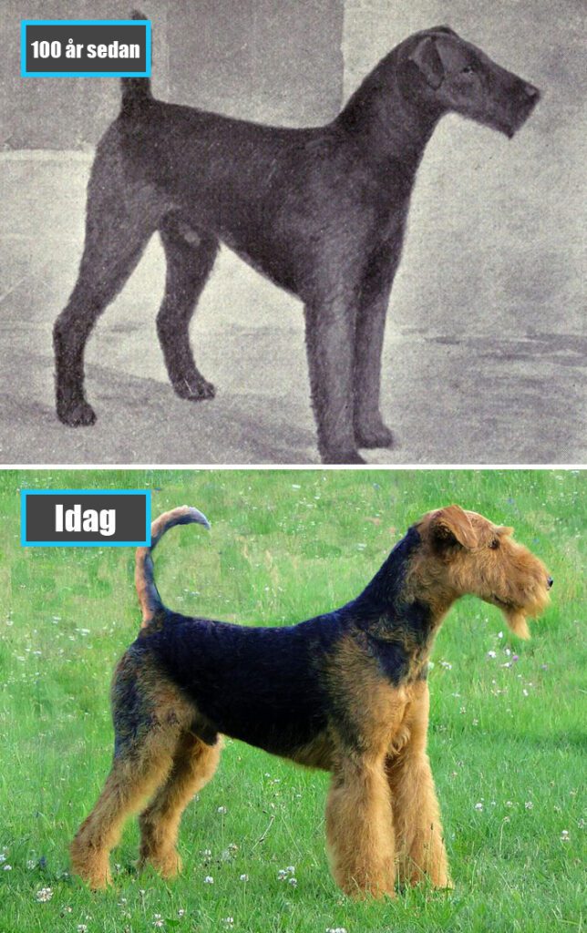 Selektiv avel - Airedaleterrier för 100 år sedan och samma ras idag
