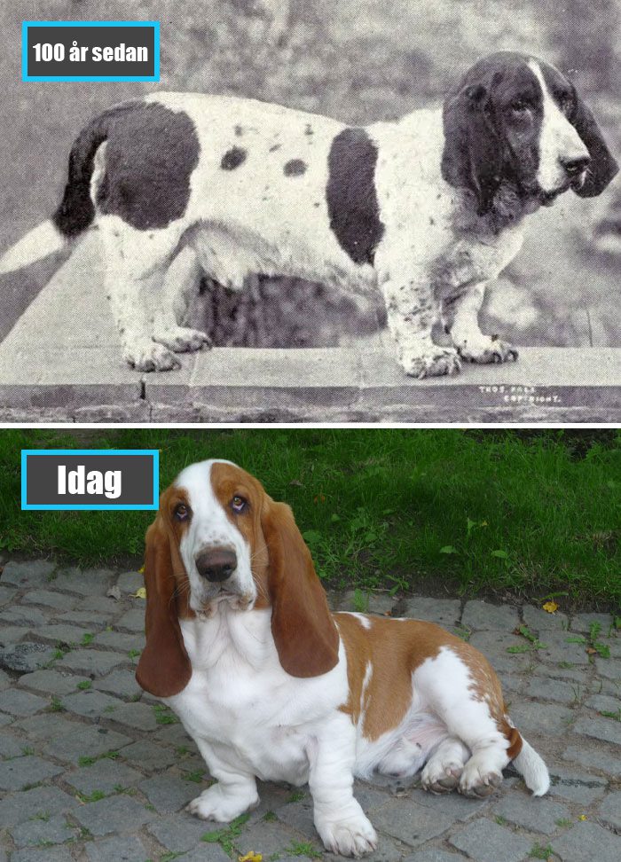 Selektiv avel - Basset Hound för 100 år sedan och samma ras idag