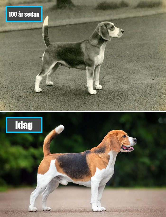 Selektiv avel - Beagle för 100 år sedan och samma ras idag