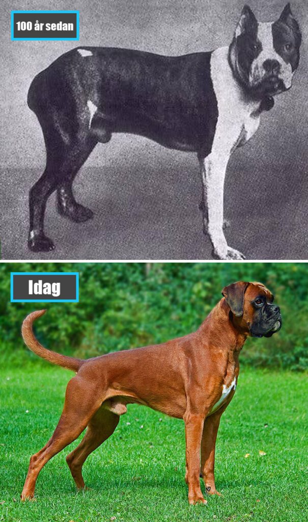 Selektiv avel - Boxer för 100 år sedan och samma ras idag