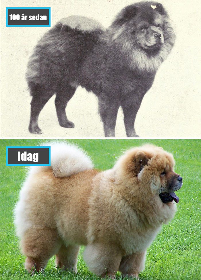 Selektiv avel - Chow Chow för 100 år sedan och samma ras idag