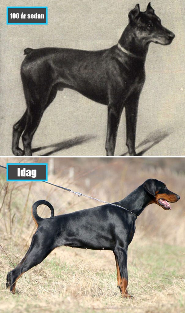 Selektiv avel - Dobermann för 100 år sedan och samma ras idag