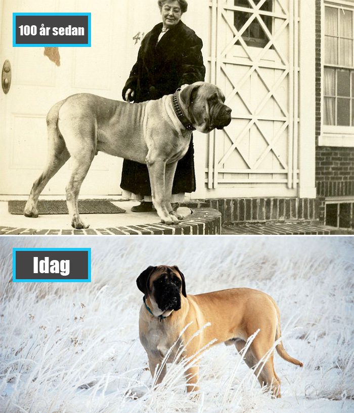Selektiv avel - Mastiff för 100 år sedan och samma ras idag