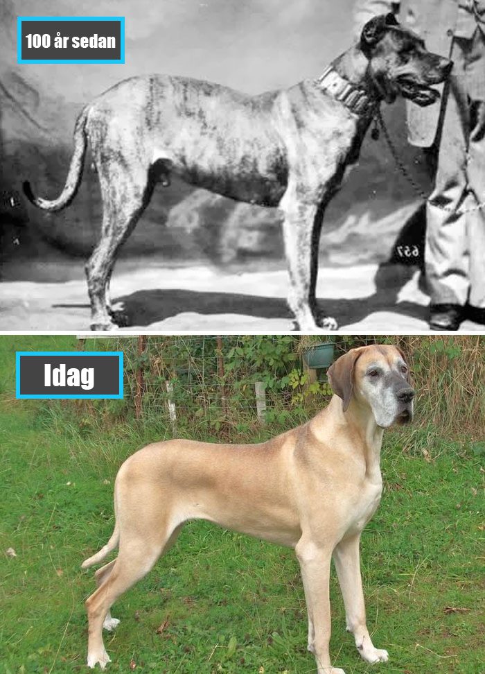 Selektiv avel - Grand Danois för 100 år sedan och samma ras idag
