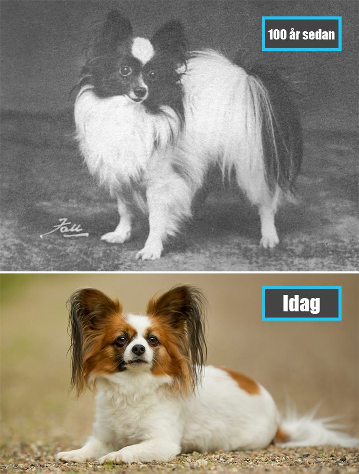 Selektiv avel - Papillon för 100 år sedan och samma ras idag