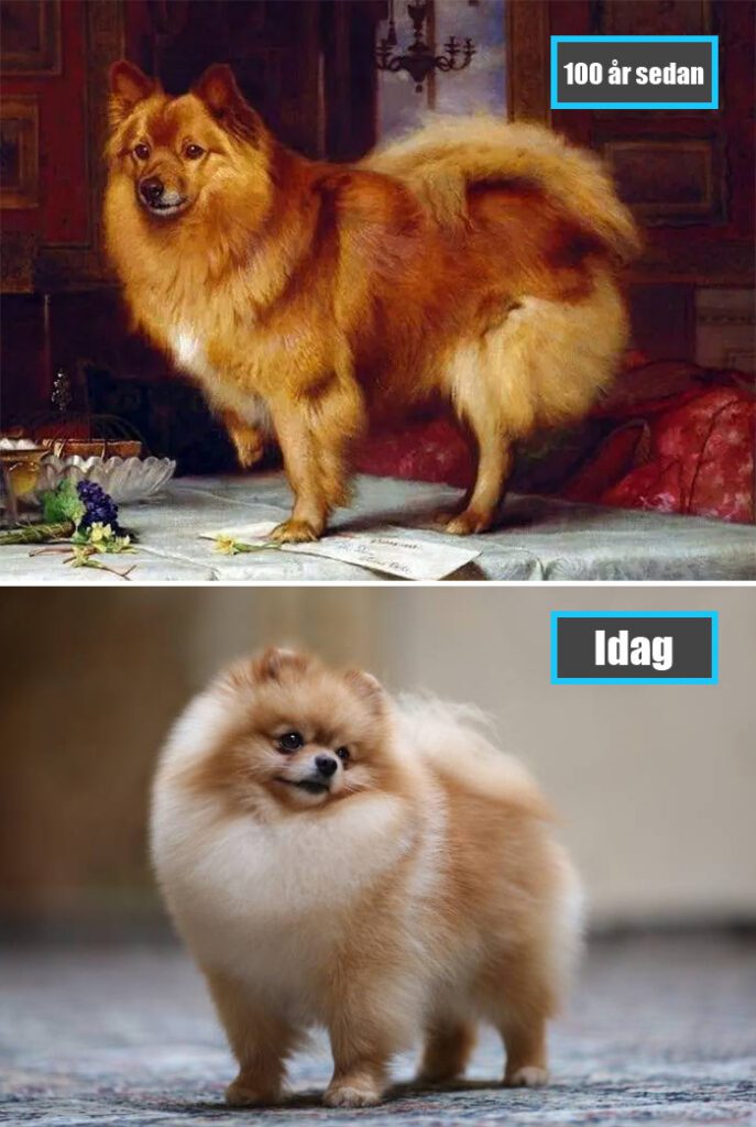 Selektiv avel - Pomeranian för 100 år sedan och samma ras idag