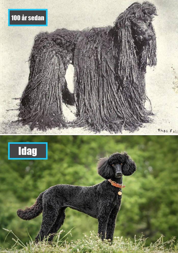 Selektiv avel - Pudel för 100 år sedan och samma ras idag