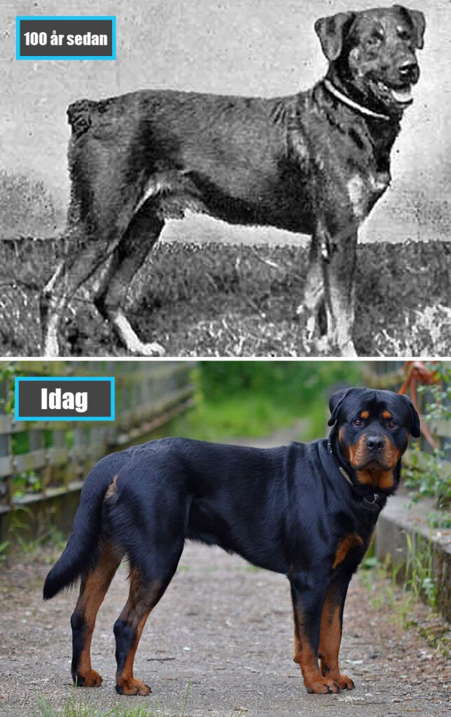 Selektiv avel - Rottweiler för 100 år sedan och samma ras idag