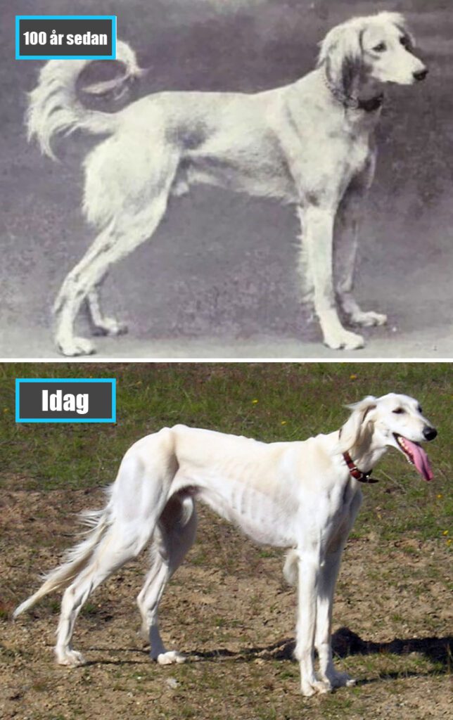 Selektiv avel - Saluki för 100 år sedan och samma ras idag