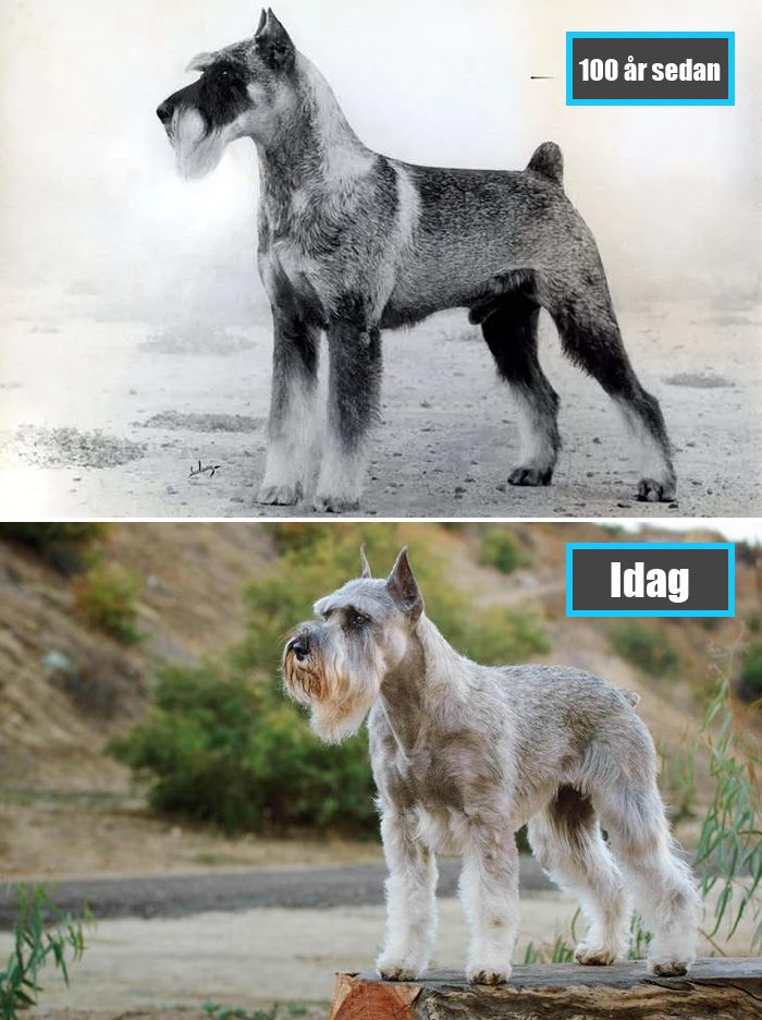 Selektiv avel - Schnauzer för 100 år sedan och samma ras idag