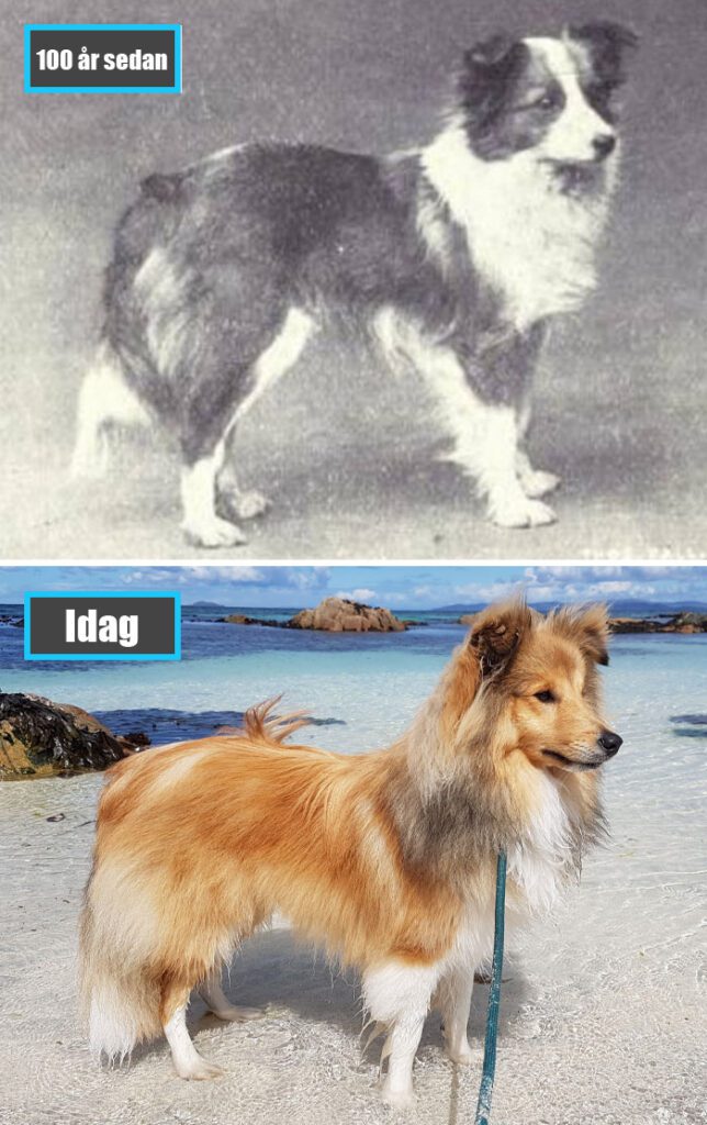 Selektiv avel - Shetland Sheepdog för 100 år sedan och samma ras idag