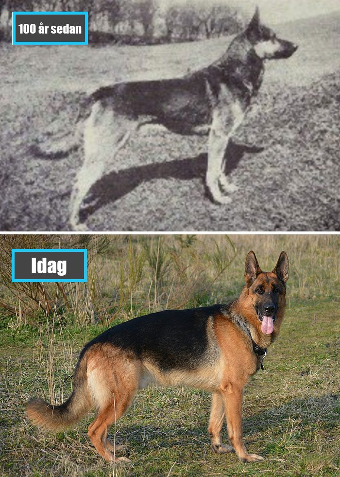 Selektiv avel - Tysk Schäferhund för 100 år sedan och samma ras idag