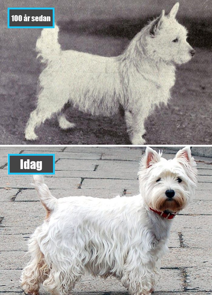 Selektiv avel - West Highland White Terrier för 100 år sedan och samma ras idag