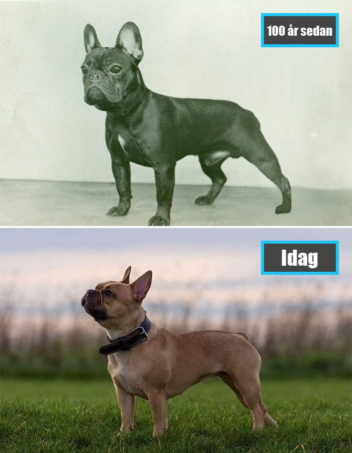 Selektiv avel - Fransk Bulldogg för 100 år sedan och samma ras idag