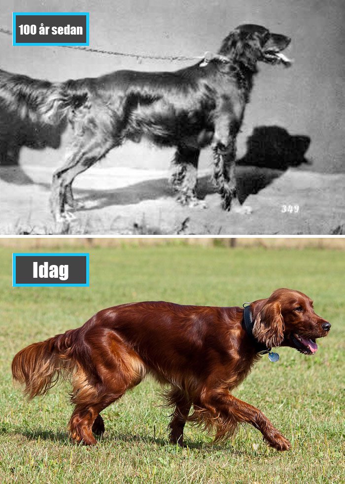 Selektiv avel - Irländsk Röd Setter för 100 år sedan och samma ras idag