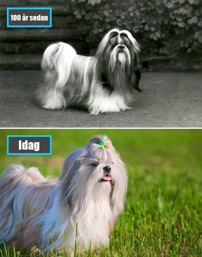 Selektiv avel - Shih Tzu för 100 år sedan och samma ras idag