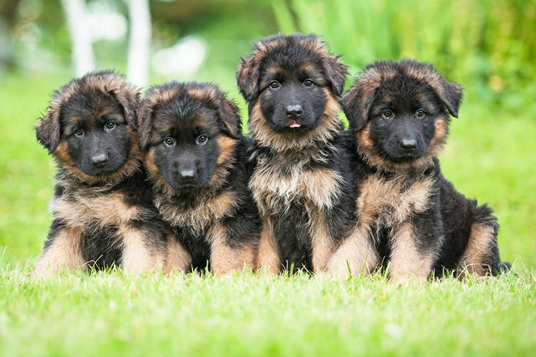 Hundraser: Tysk schäferhund