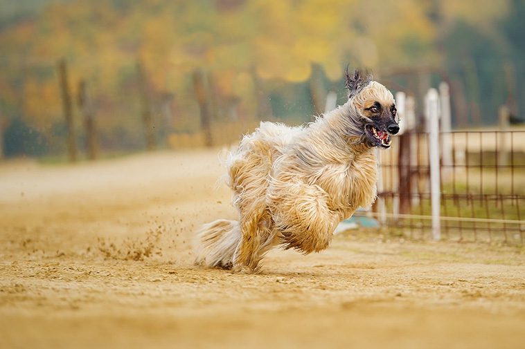De 13 snabbaste hundraserna i världen:
#4: Afghanhund