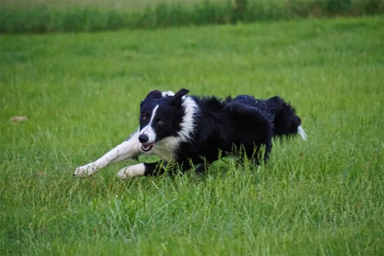 De 13 snabbaste hundraserna i världen:
#12: Border Collie