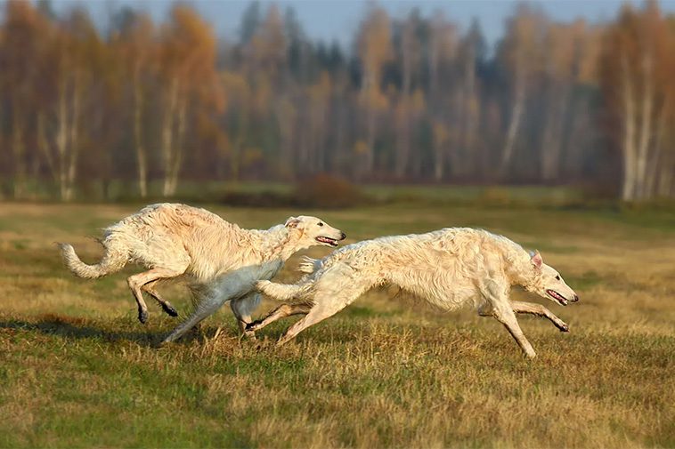 De 13 snabbaste hundraserna i världen:
#9: Borzoi