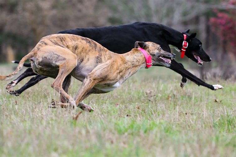 De 13 snabbaste hundraserna i världen:
#1: Greyhound
