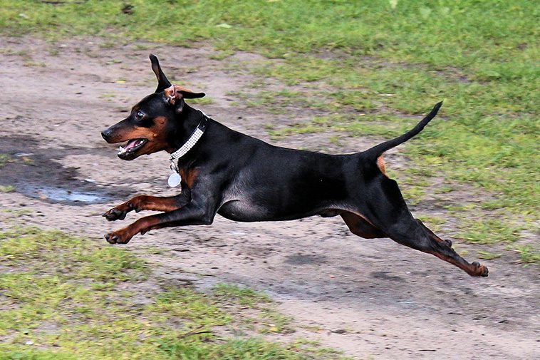 De 13 snabbaste hundraserna i världen:
#11: Pinscher