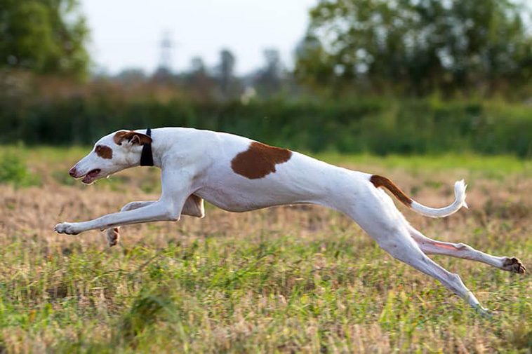 De 13 snabbaste hundraserna i världen:
#5: Podenco Ibicenco