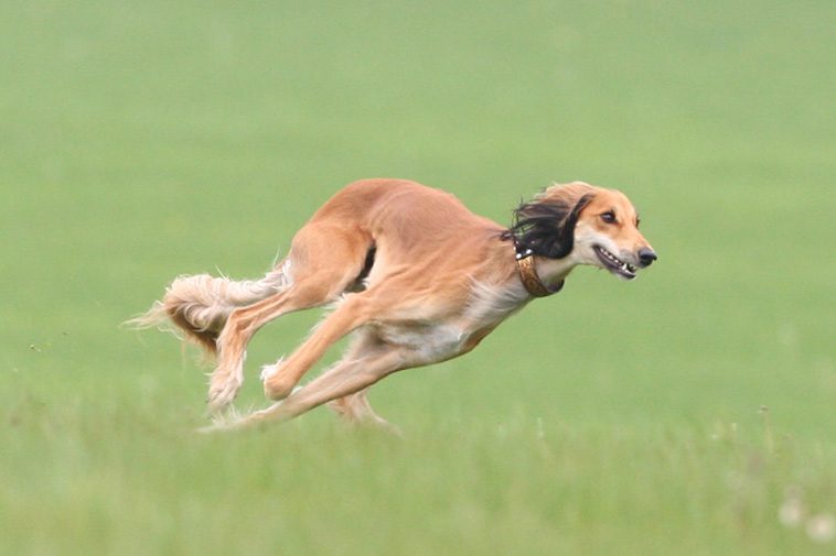 De 13 snabbaste hundraserna i världen:
#2: Saluki