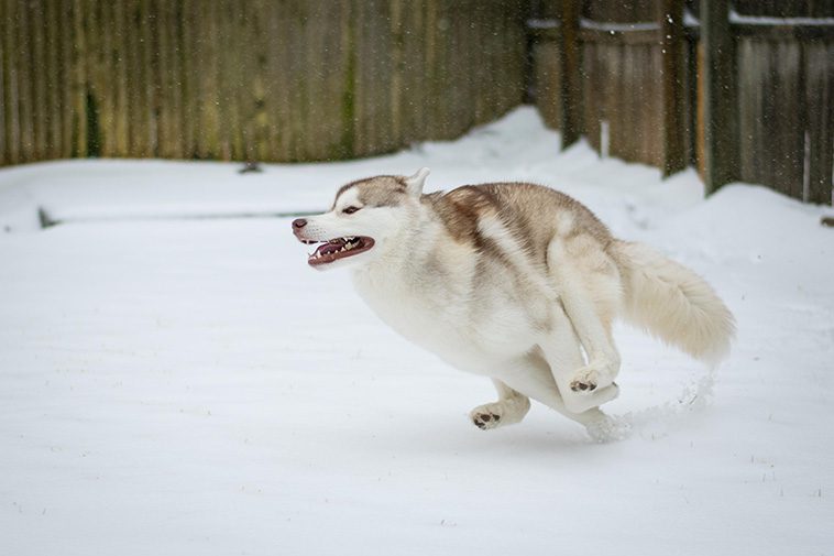 De 13 snabbaste hundraserna i världen:
#13: Siberian Husky.