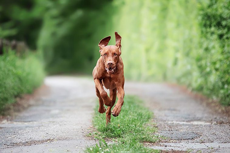De 13 snabbaste hundraserna i världen:
#3: Ungersk Vizsla