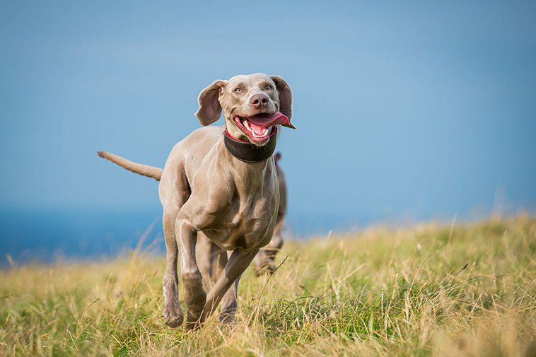 De 13 snabbaste hundraserna i världen:
#10: Weimaraner