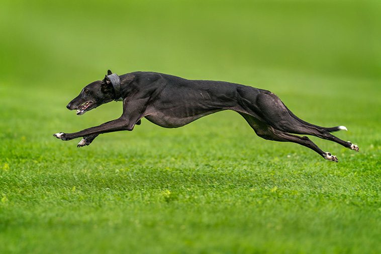 De 13 snabbaste hundraserna i världen:
#7: Whippet