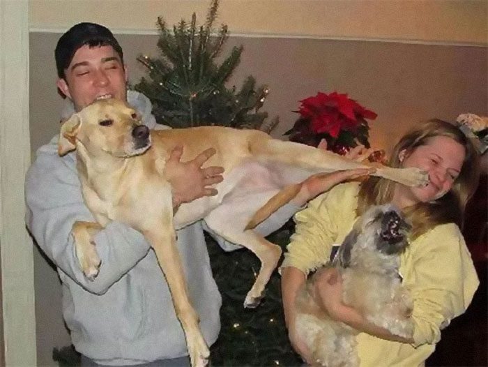 18 julbilder som var tänkta att vara fina – tills hunden dök upp