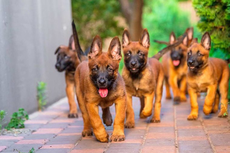 Hundraser: Belgisk vallhund (Malinois)